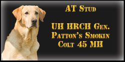 at stud UH HRCH Gen. Patton's Smokin Colt 45 MH