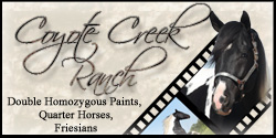 Double Homozygous Paint horses for sale texas coyote creek ranch