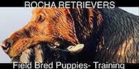 rocha retrievers