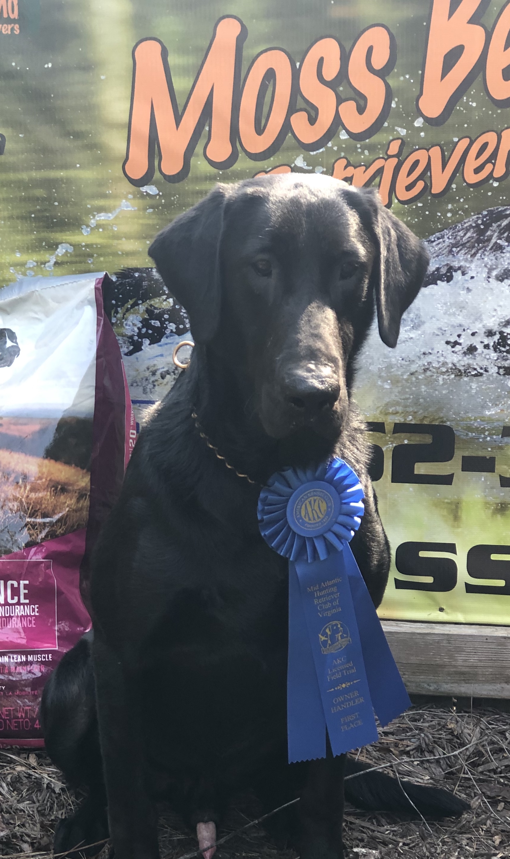 Labrador Retriever Pedigree Of Seaside S Thomas The Tank Ii Qaa Mh