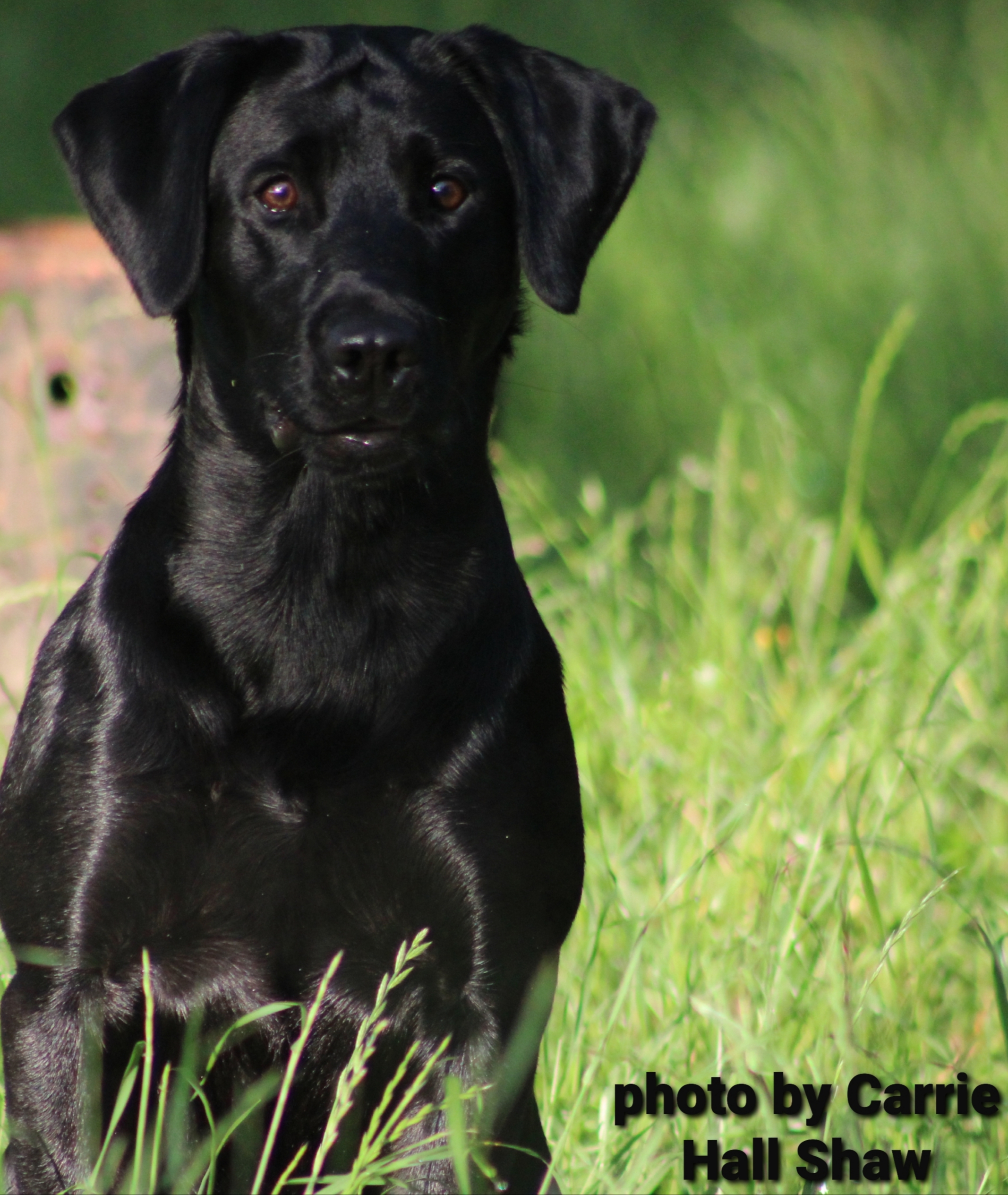 Labrador Retriever Stud Dog