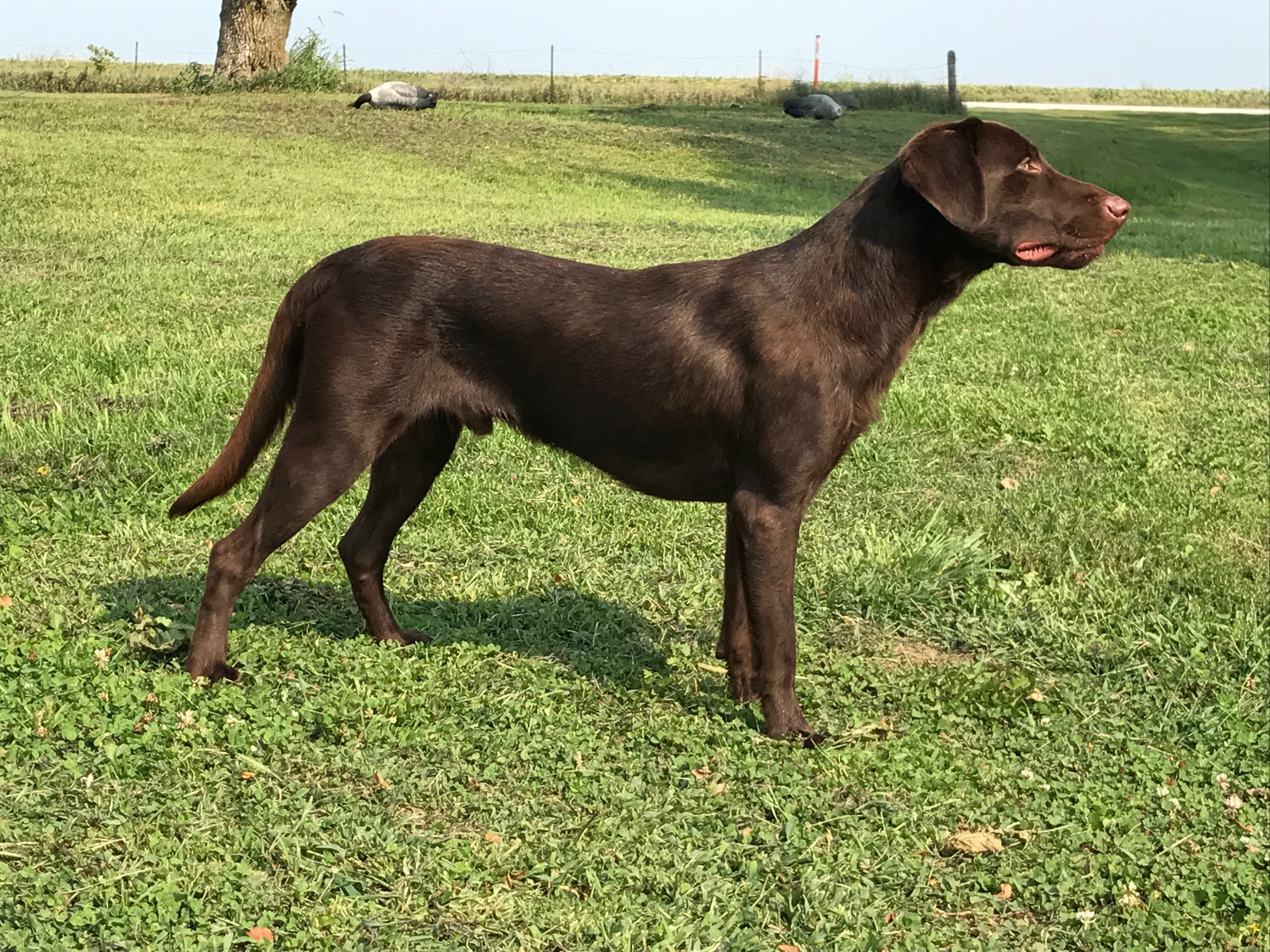 Labrador Retriever Pedigree Of 4xgmpr Da Koda Cruz S Magic Koda