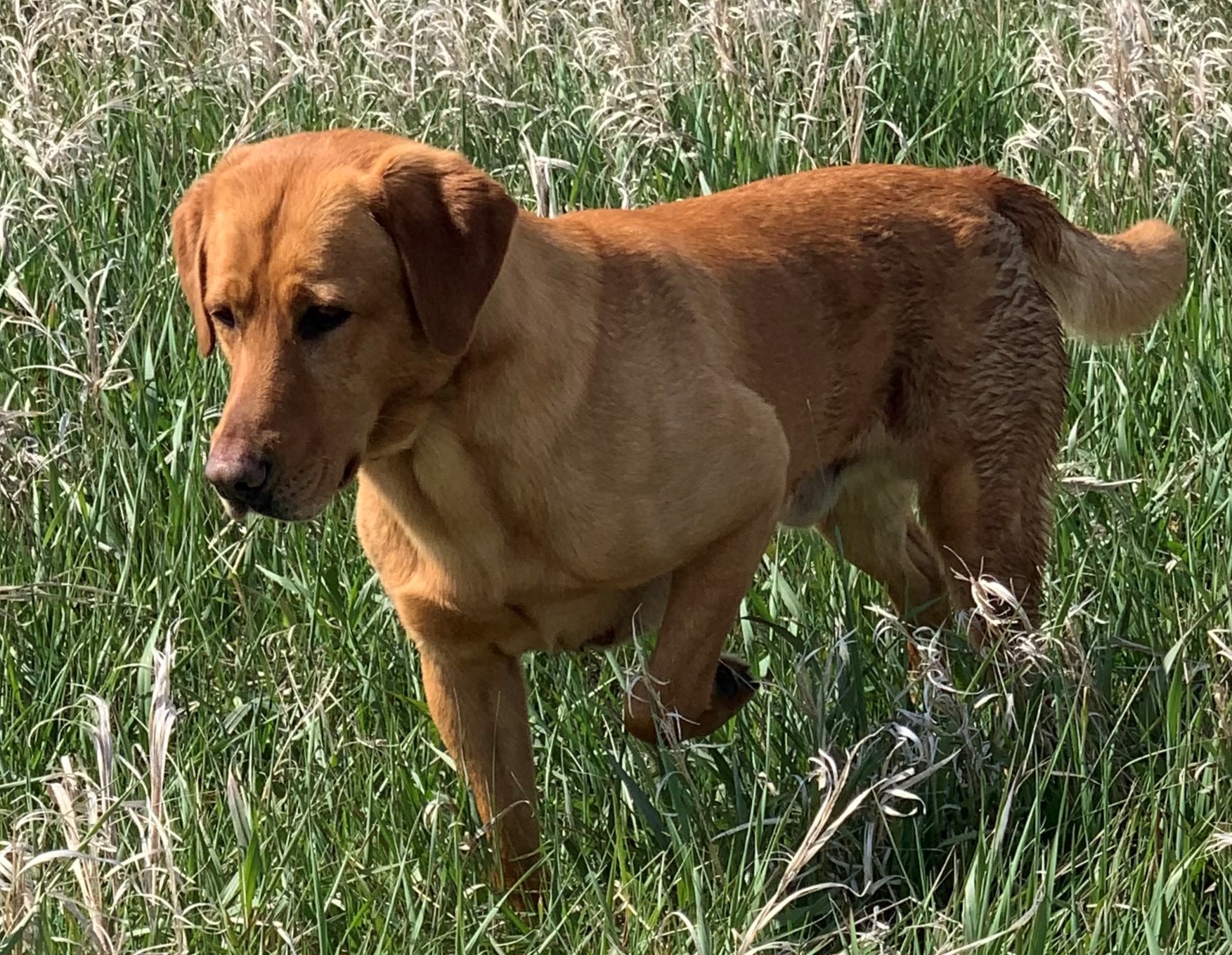 Hunting Lab Pedigree Labrador retriever puppies