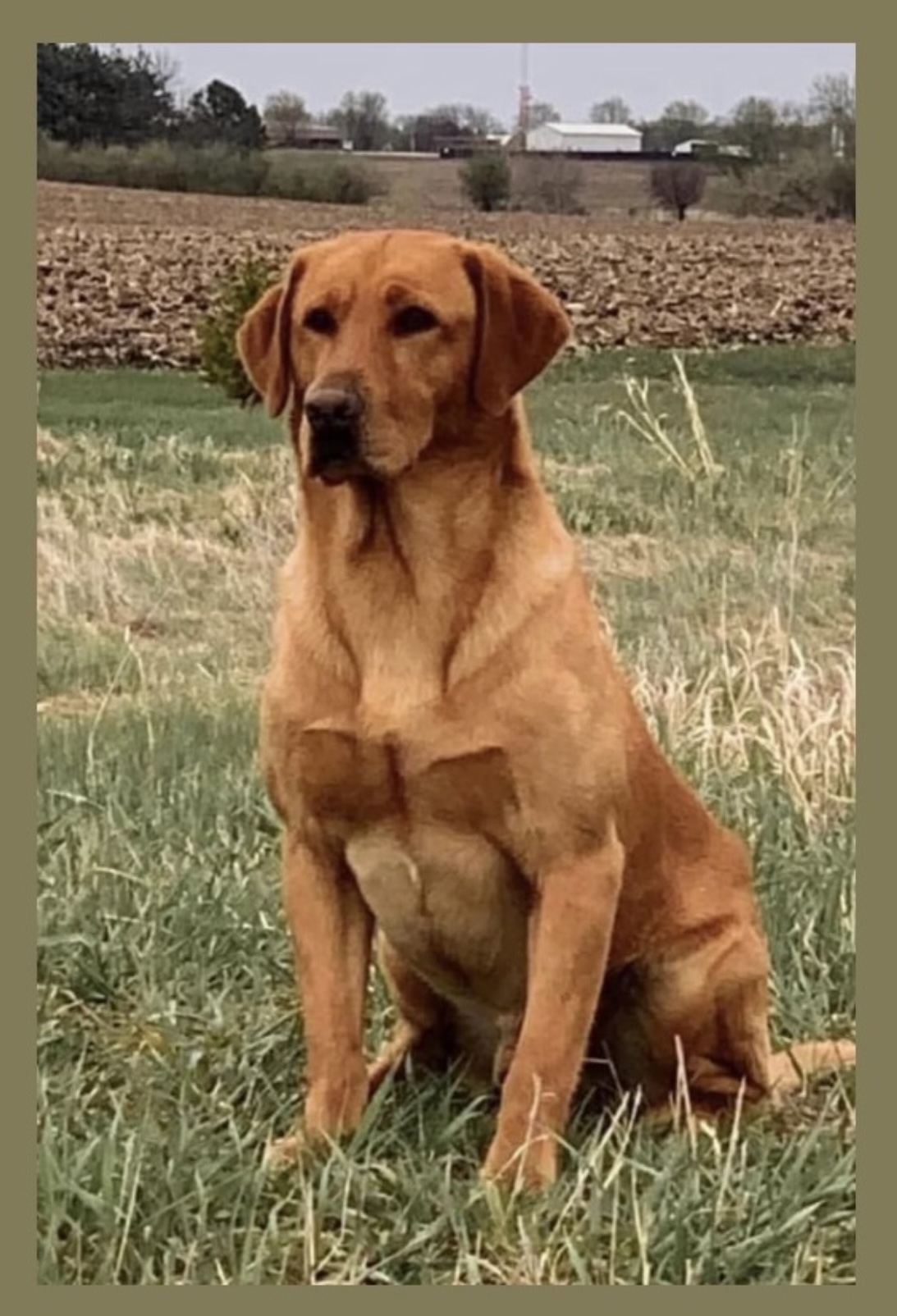 Hunting Lab Pedigree Labrador retriever puppies