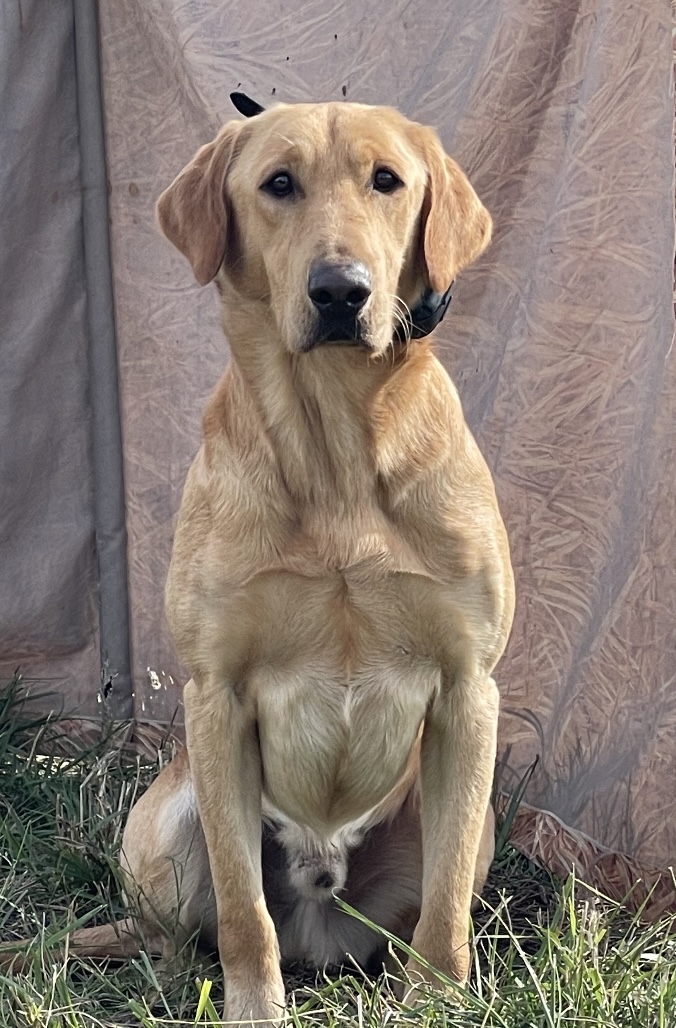 Hunting Lab Pedigree Labrador retriever puppies