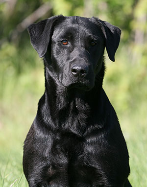 Labrador Retriever Stud Dog