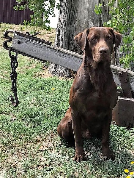 Labrador Retriever Stud Dog